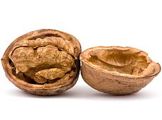 Baumnuss - Magazin Freshbox