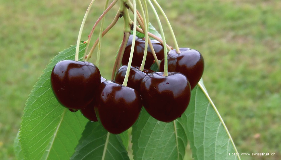 Obstsorte des Jahres - Magazin Freshbox