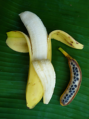 Tropical Race 4_Magazin_Freshbox