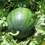 Wassermelonen_Pflanzen _Magazin_Freshbox