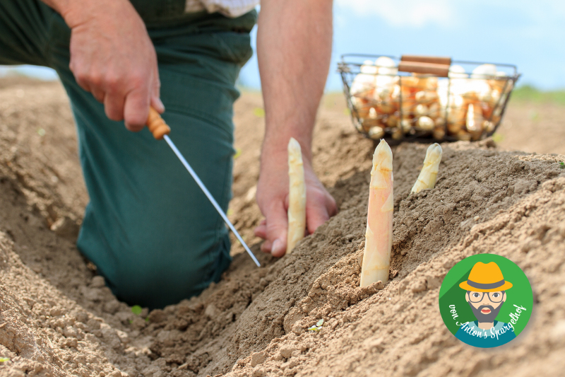 Spargeln von Anton | Magazin Freshbox 